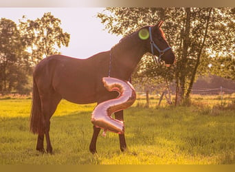 Deutsches Sportpferd, Wallach, 3 Jahre, 161 cm, Schwarzbrauner