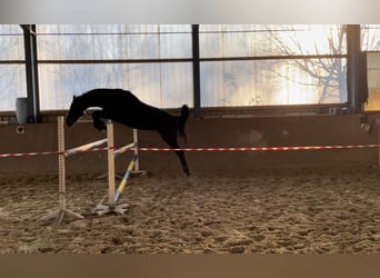 Deutsches Sportpferd, Wallach, 3 Jahre, 161 cm, Schwarzbrauner