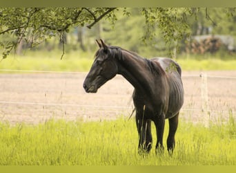 Deutsches Sportpferd, Wallach, 3 Jahre, 161 cm, Schwarzbrauner