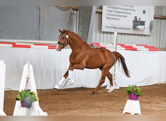 Deutsches Sportpferd, Wallach, 3 Jahre, 162 cm, Dunkelfuchs