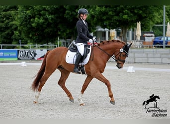 Deutsches Sportpferd, Wallach, 3 Jahre, 162 cm, Dunkelfuchs