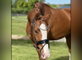 Deutsches Sportpferd, Wallach, 3 Jahre, 162 cm, Fuchs