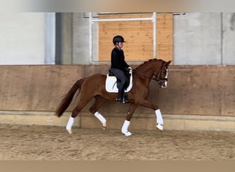 Deutsches Sportpferd, Wallach, 3 Jahre, 162 cm, Fuchs
