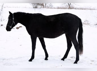 Deutsches Sportpferd, Wallach, 3 Jahre, 162 cm, Rappe