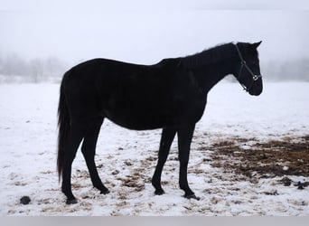 Deutsches Sportpferd, Wallach, 3 Jahre, 162 cm, Rappe