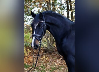 Deutsches Sportpferd, Wallach, 3 Jahre, 162 cm, Schwarzbrauner