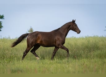 Deutsches Sportpferd, Wallach, 3 Jahre, 162 cm, Schwarzbrauner