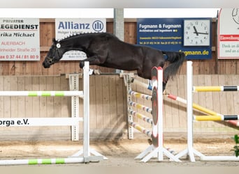 Deutsches Sportpferd, Wallach, 3 Jahre, 162 cm, Schwarzbrauner