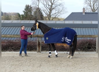 Deutsches Sportpferd, Wallach, 3 Jahre, 162 cm, Schwarzbrauner