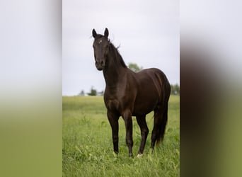 Deutsches Sportpferd, Wallach, 3 Jahre, 162 cm, Schwarzbrauner
