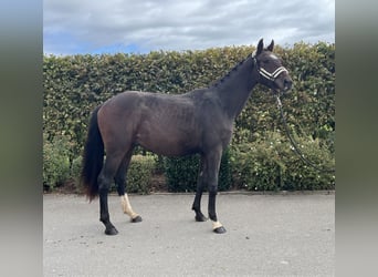 Deutsches Sportpferd, Wallach, 3 Jahre, 163 cm, Brauner