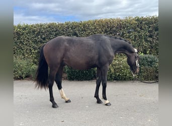Deutsches Sportpferd, Wallach, 3 Jahre, 163 cm, Brauner