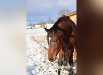 Deutsches Sportpferd, Wallach, 3 Jahre, 163 cm, Brauner