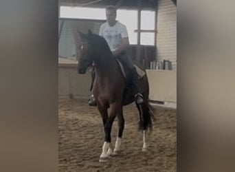 Deutsches Sportpferd, Wallach, 3 Jahre, 163 cm, Brauner