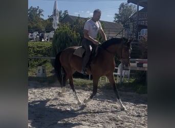 Deutsches Sportpferd, Wallach, 3 Jahre, 163 cm, Brauner