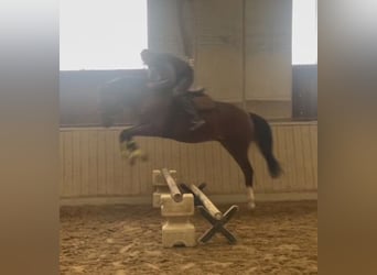 Deutsches Sportpferd, Wallach, 3 Jahre, 163 cm, Brauner