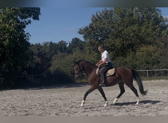 Deutsches Sportpferd, Wallach, 3 Jahre, 163 cm, Brauner