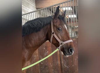Deutsches Sportpferd, Wallach, 3 Jahre, 163 cm, Brauner