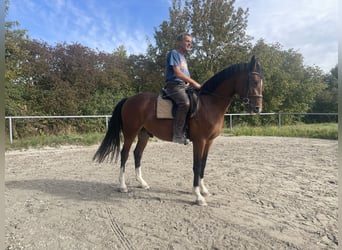 Deutsches Sportpferd, Wallach, 3 Jahre, 163 cm, Brauner