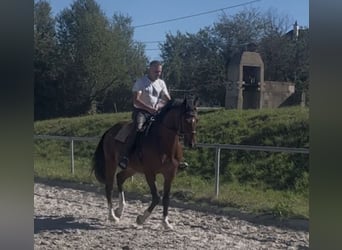 Deutsches Sportpferd, Wallach, 3 Jahre, 163 cm, Brauner