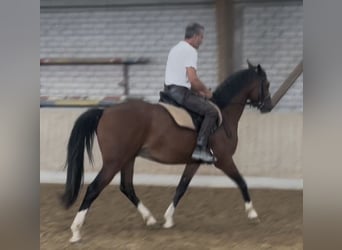 Deutsches Sportpferd, Wallach, 3 Jahre, 163 cm, Brauner