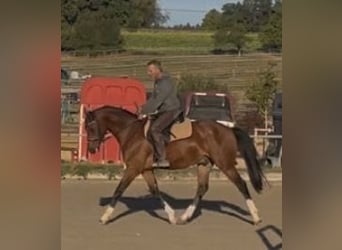 Deutsches Sportpferd, Wallach, 3 Jahre, 163 cm, Brauner