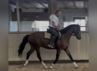 Deutsches Sportpferd, Wallach, 3 Jahre, 163 cm, Brauner