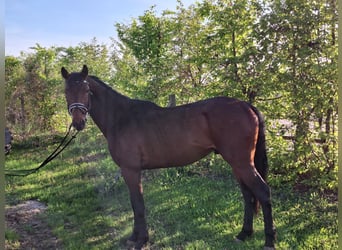 Deutsches Sportpferd, Wallach, 3 Jahre, 163 cm, Brauner