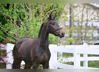 Deutsches Sportpferd, Wallach, 3 Jahre, 163 cm, Dunkelbrauner