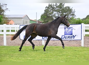 Deutsches Sportpferd, Wallach, 3 Jahre, 163 cm, Dunkelbrauner