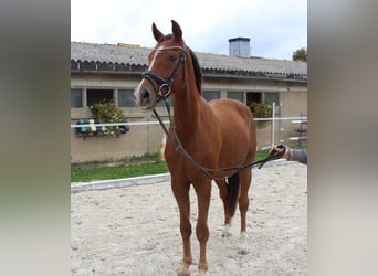 Deutsches Sportpferd, Wallach, 3 Jahre, 163 cm, Fuchs