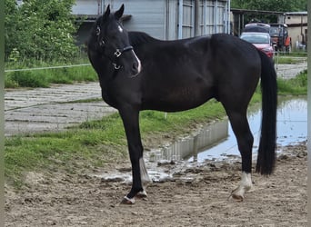 Deutsches Sportpferd, Wallach, 3 Jahre, 163 cm, Rappe