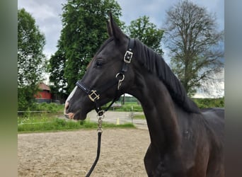 Deutsches Sportpferd, Wallach, 3 Jahre, 163 cm, Rappe