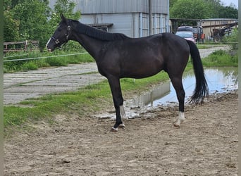 Deutsches Sportpferd, Wallach, 3 Jahre, 163 cm, Rappe