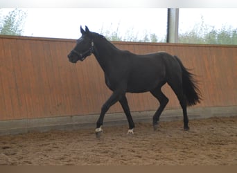 Deutsches Sportpferd, Wallach, 3 Jahre, 163 cm, Rappe