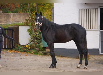 Deutsches Sportpferd, Wallach, 3 Jahre, 163 cm, Rappschimmel
