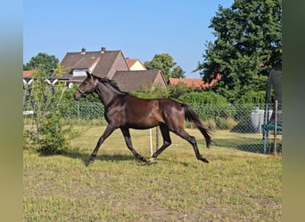 Deutsches Sportpferd, Wallach, 3 Jahre, 164 cm, Brauner
