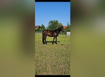Deutsches Sportpferd, Wallach, 3 Jahre, 164 cm, Brauner