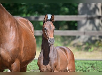 Deutsches Sportpferd, Wallach, 3 Jahre, 164 cm, Brauner