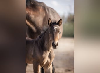 Deutsches Sportpferd, Wallach, 3 Jahre, 164 cm, Dunkelbrauner