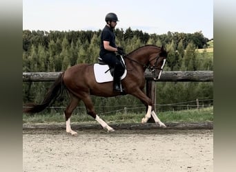 Deutsches Sportpferd, Wallach, 3 Jahre, 164 cm, Dunkelfuchs