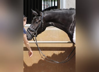 Deutsches Sportpferd, Wallach, 3 Jahre, 164 cm, Rappe