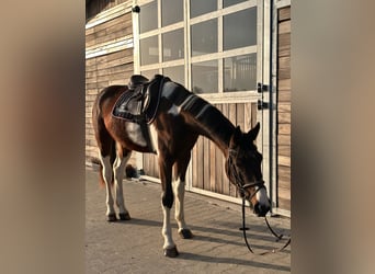 Deutsches Sportpferd, Wallach, 3 Jahre, 164 cm, Schecke