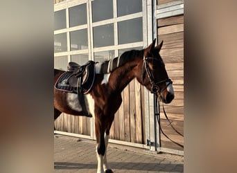 Deutsches Sportpferd, Wallach, 3 Jahre, 164 cm, Schecke