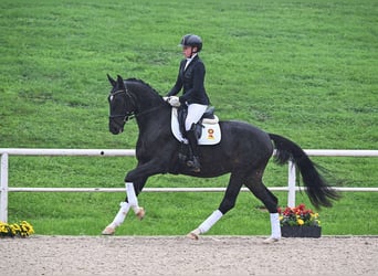 Deutsches Sportpferd, Wallach, 3 Jahre, 164 cm, Schwarzbrauner