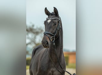 Deutsches Sportpferd, Wallach, 3 Jahre, 164 cm, Schwarzbrauner