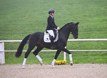 Deutsches Sportpferd, Wallach, 3 Jahre, 164 cm, Schwarzbrauner
