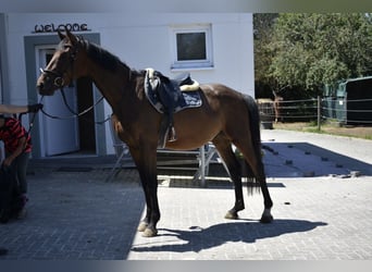 Deutsches Sportpferd, Wallach, 3 Jahre, 165 cm, Brauner