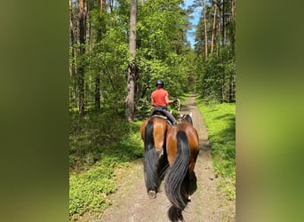 Deutsches Sportpferd Mix, Wallach, 3 Jahre, 165 cm, Brauner