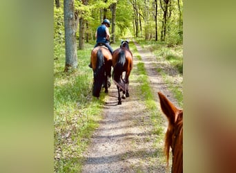 Deutsches Sportpferd Mix, Wallach, 3 Jahre, 165 cm, Brauner